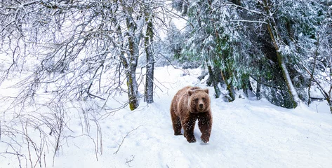 Foto op Plexiglas Walking bear in the snowy forest. © Nancy Pauwels
