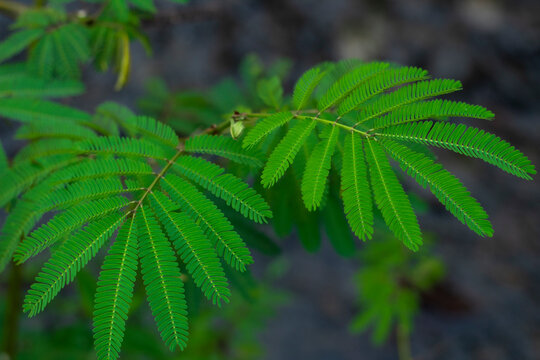 Green leaves and grass around the leaves