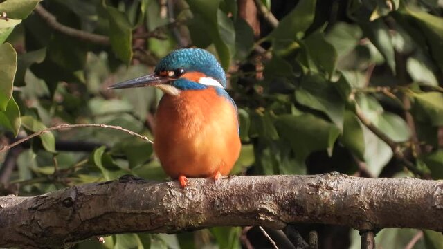Eisvogel (Alcedo atthis)