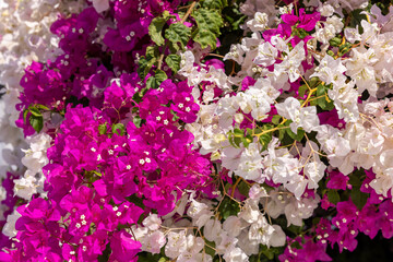 Blooming red and white bougainvillea flowers in Santorini island.