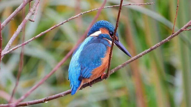 Eisvogel (Alcedo atthis)