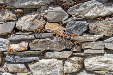 The background old beige stony wall with plants