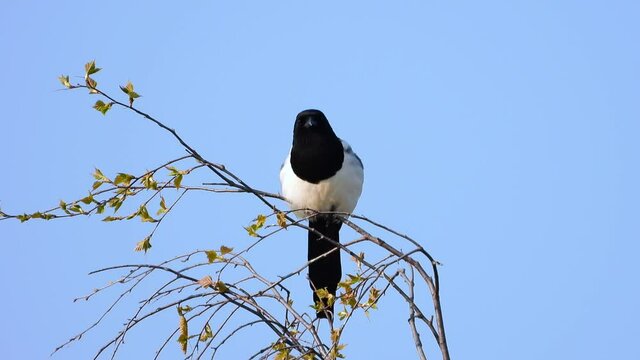 Elster (Pica pica)