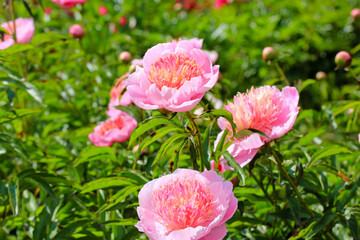 Pink flowering peonies in a spring botanical garden at sunny day. Fragrant open and unopened flower buds in green lush leaves in flower bed at summer. Floriculture, horticulture concept. Springtime.