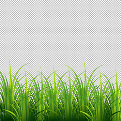 Transparent grass vector art illustration