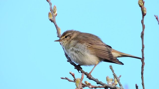 Fitis&nbsp;(Phylloscopus trochilus)