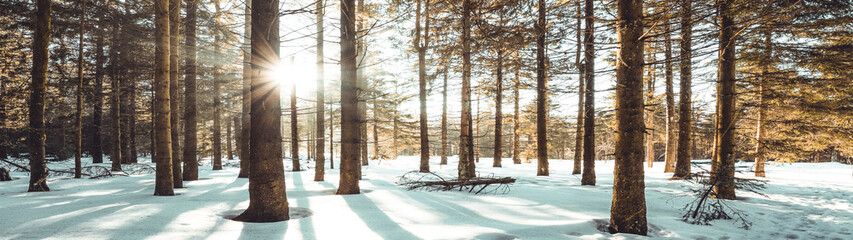 Amazing forest trees firs landscape snowscape view in the morning with sunbeams sunshine in black...