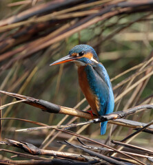 Common kingfisher or Eurasian kingfisher.