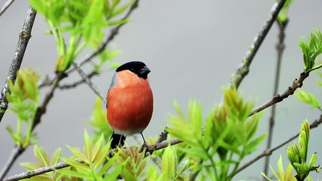 Gimpel&nbsp;(Pyrrhula pyrrhula)