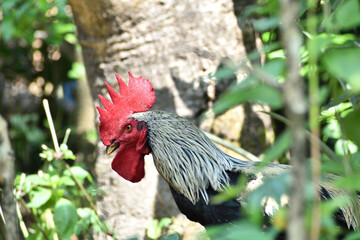 rooster in the garden