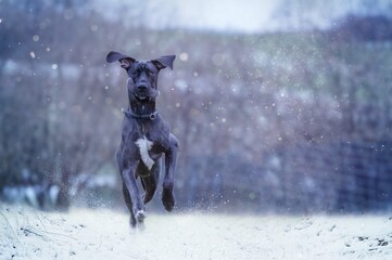 dog in snow