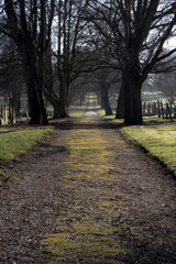 pathway in the cemetary