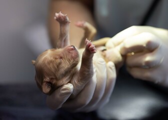 newborn puppy vet 