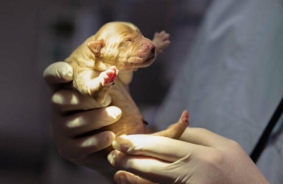 Dog In Hands Newborn Puppy