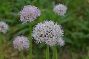 Blooming wild onion, scientific name Allium grande