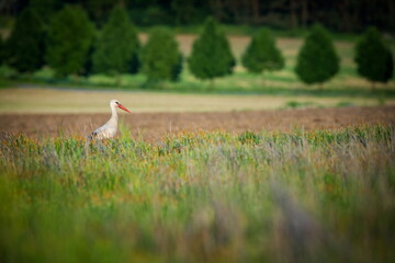 Obraz premium Ciconia ciconia. Free nature. Beautiful picture. Spring theme. From bird life. Bird on a meadow. The wild nature of the Czech Republic. Bird and frog. 