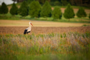 Ciconia ciconia. Free nature. Beautiful picture. Spring theme. From bird life. Bird on a meadow. The wild nature of the Czech Republic. Bird and frog. 