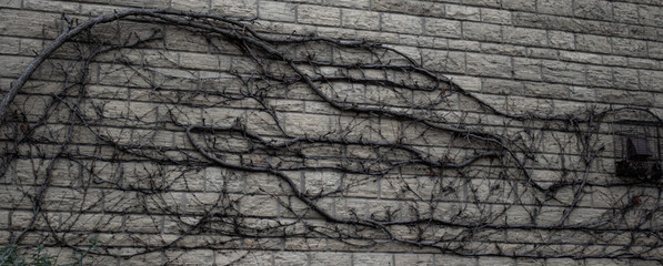 vines on a wall