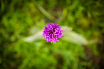 Dactylorhiza majalis. Free nature. Beautiful picture. Orchid of the Czech Republic. Beautiful photo. Wild nature of the Czech Republic. Plant. Orchids of Europe.Morning meadow with wild orchid flowers