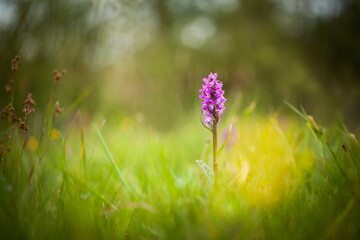 Dactylorhiza majalis. Free nature. Beautiful picture. Orchid of the Czech Republic. Beautiful photo. Wild nature of the Czech Republic. Plant. Orchids of Europe.Morning meadow with wild orchid flowers