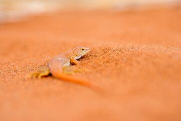 A horizontal shot with shallow depth of field of a small lizard on an orange sand dune in the Sossusvlei National Park, Namibia