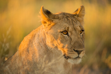 This golden close up portrait of a female lioness was photographed at sunrise, Etosha National Park, Namibia