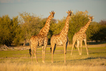 A horizontal shot of three adult giraffe standing on an open plain, looking towards the camera in the late afternoon golden light, Etosha National Park, Namibia