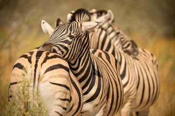 A horizontal close up shot of two zebras standing front to back and resting their heads on each others backs, at midday, Etosha National Park, Namibia