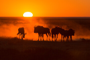 Fototapeta na wymiar A majestic golden sunrise in Etosha National Park, Namibia with a herd of silhouetted Wildebeest kicking up back lit dust in the foreground
