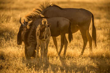 A horizontal shot of a young wildebeest calf with two adults grazing on a grassy plain in the early morning golden sunlight, Etosha National Park, Namibia