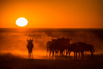 Fototapeta na wymiar A majestic horizontal golden sunrise in Etosha National Park, Namibia with a herd of silhouetted Wildebeest kicking up back lit dust in the foreground