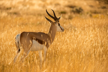 Obraz premium A close up portrait of a watchful springbok standing in long yellow grass, looking into the distance, taken at sunrise in the Etosha National Park, Namibia