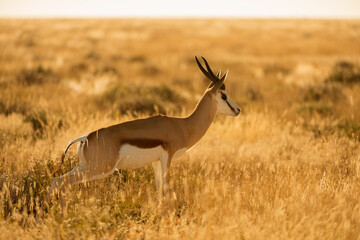 A close up portrait of a springbok urinating in long yellow grass, taken during a golden sunrise in the Etosha National Park in Namibia