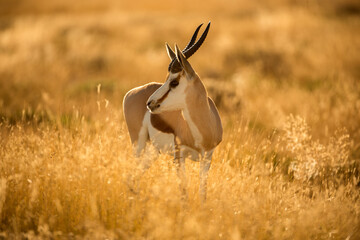 A close up portrait of a springbok standing in long yellow grass, looking to the side, taken during a golden sunrise in the Etosha National Park in Namibia