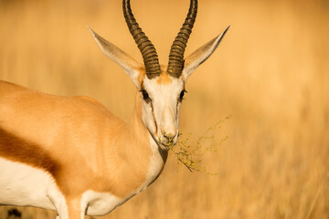 A horizontal close up portrait of a watchful springbok eating grass, taken in the early morning in the Etosha National Park in Namibia