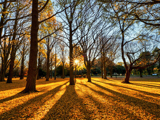 東京の美しい公園。晩秋の銀杏の森の日の出。
A beautiful park in Tokyo. Sunrise in the ginkgo forest in late autumn.