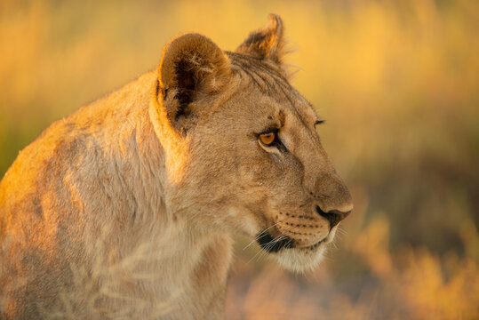 This horizontal golden close up portrait of a female lioness was photographed at sunrise in the Etosha National Park, Namibia