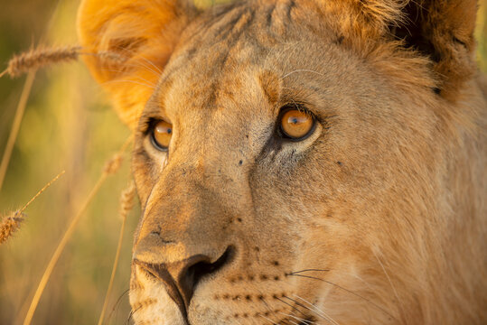 This golden close up portrait of a female lioness was photographed at sunrise in the Etosha National Park, Namibia