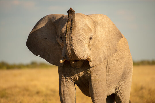 An elephant raising its trunk up into the air and looking staright towards the camera, Etosha National Park in Namibia,