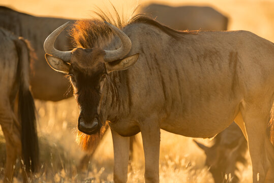 A horizontal close up shot of an adult wildebeest looking straight at the camera on a grassy plain in the early morning golden sunlight, Etosha National Park, Namibia