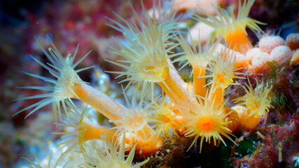 Yellow cluster anemone (Parazoanthus axinellae)