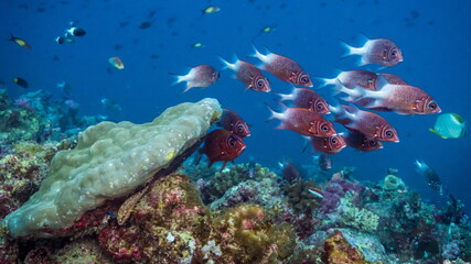 Obraz premium Soldier fish of Maldives schooling against the current at a cleaning station