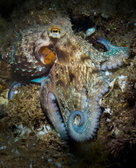 Common octopus (Octopus vulgaris) © Fabio