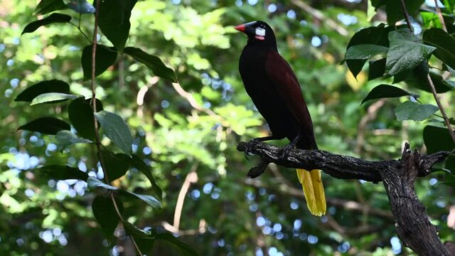 Montezuma Oropendola (Psarocolius montezuma) perched on treestump