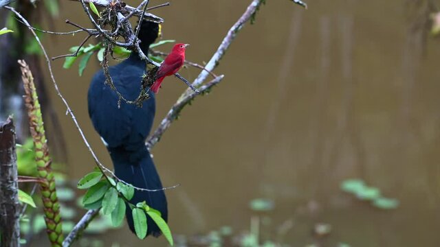 Summer tanager (Piranga rubra) male perched and flying off Great Curassow (Crax rubra) in background