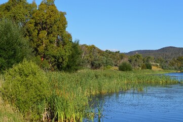trees on the lake