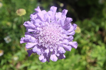 close up of a purple flower