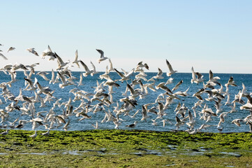 Gull and tern flock, Patagonia, Argentina