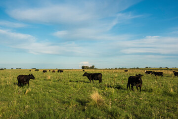 Cattle in pampas countryside, La Pampa, Argentina.