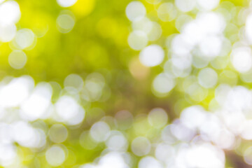 Fototapeta premium Abstract natural bokeh background, blurred bokeh